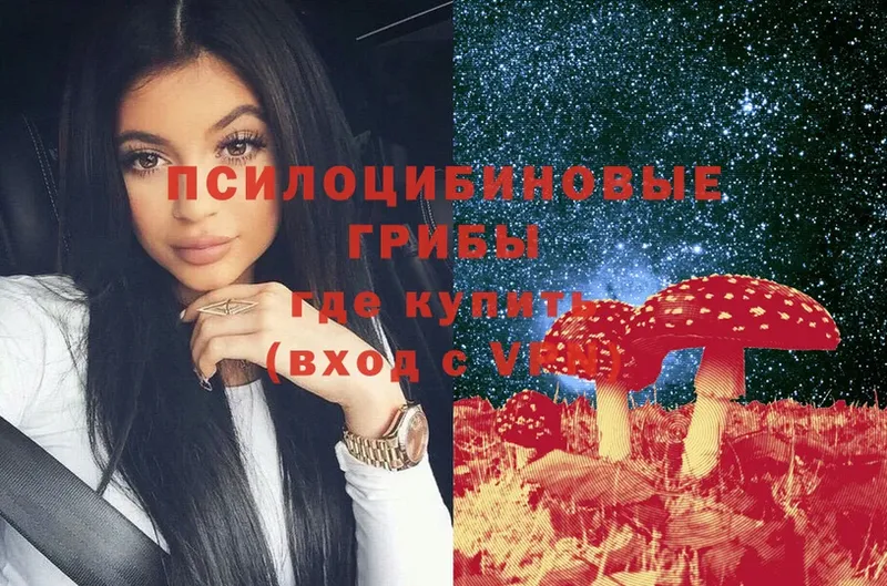 купить наркоту  Моздок  Псилоцибиновые грибы Psilocybe 